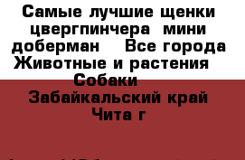 Самые лучшие щенки цвергпинчера (мини доберман) - Все города Животные и растения » Собаки   . Забайкальский край,Чита г.